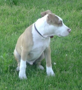 American Pit Bull Terrier Pictures Wallpaper Of