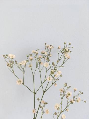 Flowers Aesthetic Minimalism Pastel Blue White Yellow