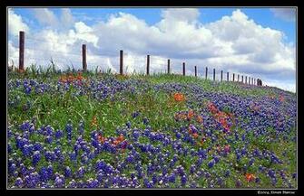 The Bluebonnets Were Prolific Along Roadside West Of Ft Worth On