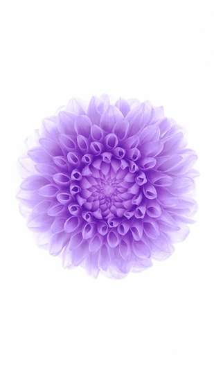 Purple Flower Background