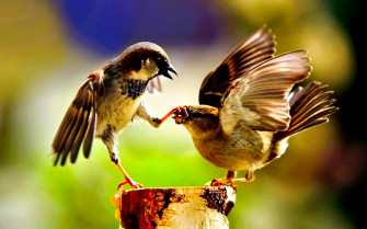 Charming Sparrows Wallpaper