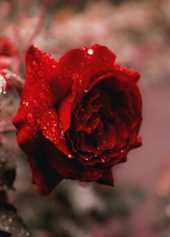 Rose Flower Pictures Image