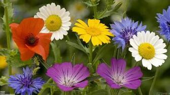 Summer Flowers Wallpaper Open Walls Background Image