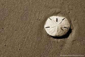 Sand Dollars Wallpaper Picture