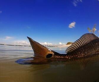 By Florida Sportsman January No Comments