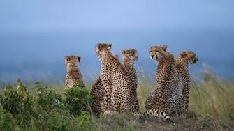 Cheetahs Sitting In Savannah Field Maasai Mara National Reserve