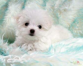 White Baby Dog Wallpaper