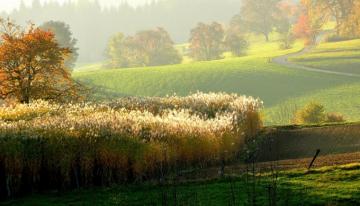 Wallpaper Hills Curved Schwarzwald Blackforest Gentle