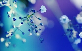 Blue Flowers Close Up Wallpaper Amazing
