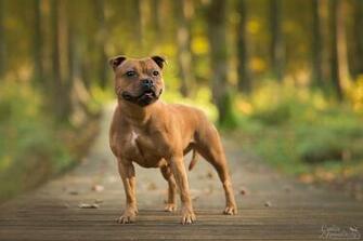 Staffordshire Bull Terrier Wallpaper Image Group