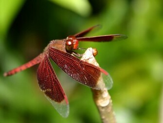 True Wild Life Dragonfly The Is Large Predatory Insect