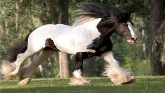 Cool Horse Wallpaper Para iPhone Ipod Touch Y iPad En La App Store