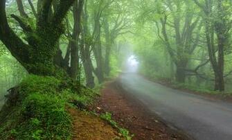 Morning Nature Spring Forest Road Haze Wallpaper