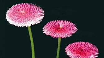 Pictures Three Daisies Pink Desktop Background Wallpaper