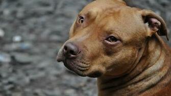 Pitbull Wallpaper