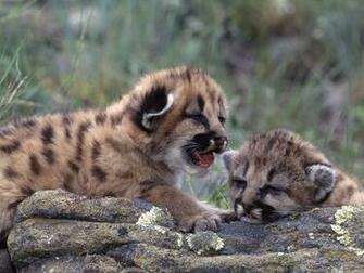 Wild Animals Widescreen Desktop Background Cool