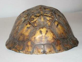 Tortoise Shell By Markopolio Stock