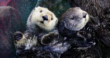 Southern Sea Otters Wallpaper Monterey Bay Aquarium