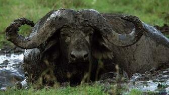 African Cape Buffalo Wallpaper