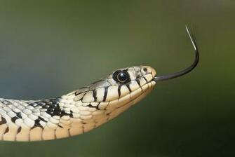 European Grass Snake Wallpaper Background
