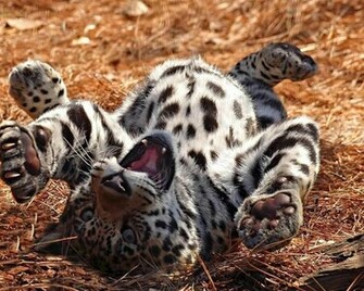Animals Jpg