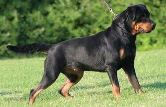 Rottweiler Agressive Dog Wallpaper Desktop Pc Jpg