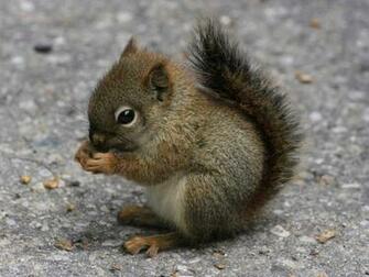 Cute Baby Squirrel HD Wallpaper In Animals Imageci
