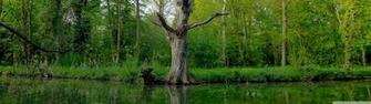 Dual Monitor Screen Multi Multiple Arbre Tree Nature Wallpaper