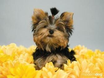 Yorkshire Terrier Wallpaper X Net