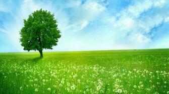 Beautiful Clean Green Nature Wallpaper Full HD