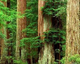Redwood Wallpaper