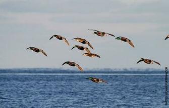 Waterfowl Wallpaper Drake Logo