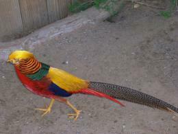 Golden Pheasant Birds HD Wallpaper Desktop