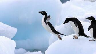 Penguin Wallpaper HD Pictures One