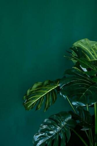 S Dark Emerald Green Aesthetic Heart Chakra