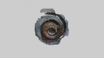 Ammonite On Wall 3d Wallpaper
