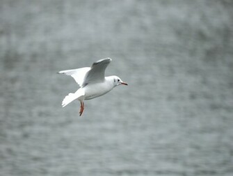 Seagull Bird Wallpaper Desktopwallpaper