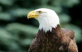 Bird The Bald Eagle Eyes Profile Wallpaper
