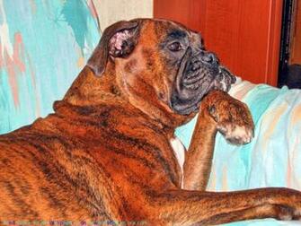 The Boxer Dog Desktop Wallpaper Pictures Online For Computer