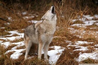 Howling Coyote Montana Wallpaper Walltor