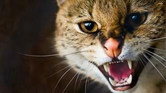 Wild Cat Wallpaper