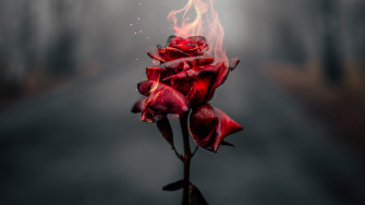 Rose 4k Wallpaper For Mobile