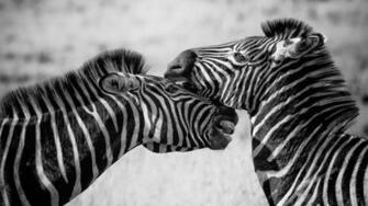 Wallpaper 4k Zebras Black And White Animals
