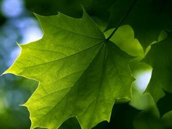 Wallpaper Green Leaf