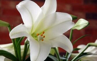 Easter Lily Photo White Trumpet Lilies
