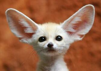 Funny Wallpaper HD Cute Animals