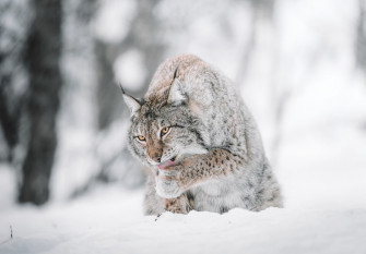 Brown And Black Cat On Snow Covered Ground Photo Animal