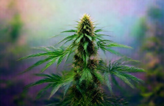 Marijuana Wallpaper Computer