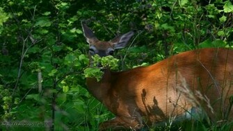White Tailed Deer Wallpaper Desktop