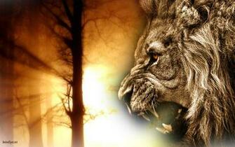 Lion Face Wallpaper Ing Gallery
